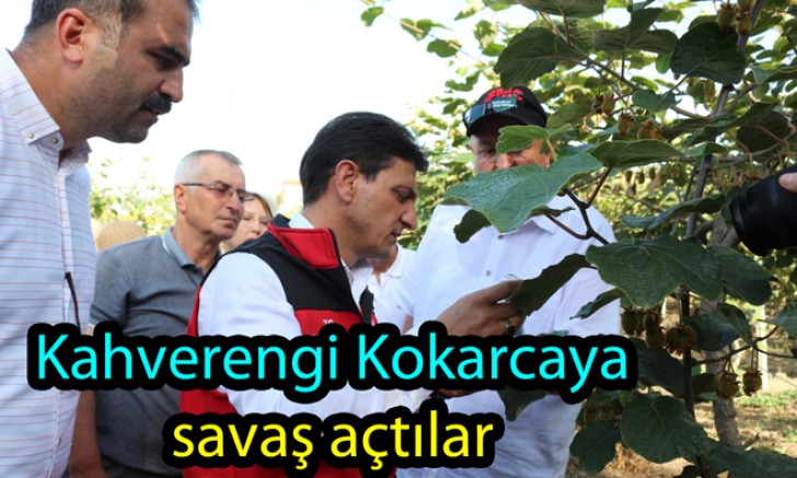 KAHVERENGİ KOKARCA YOK EDİLECEK