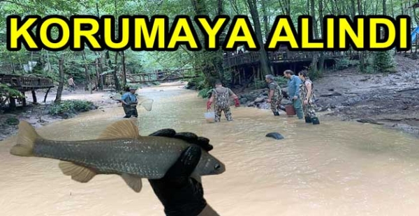 KALIN DUDAKLI TATLISU KEFALİ KORUMAYA ALINDI