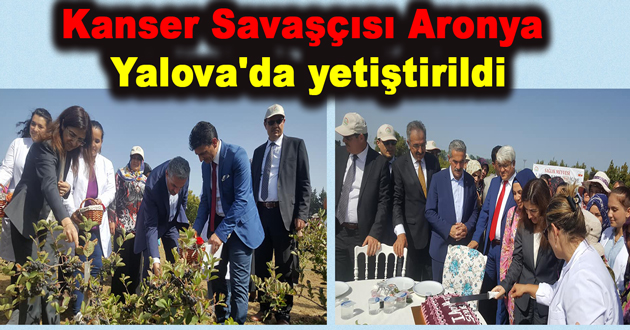 Kanser Savaşçısı Aronya Yalova'da yetiştirildi