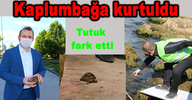 ​Kaplumbağa kurtarıldı