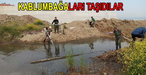 KAPLUMBAĞALARA KURTARMA OPERASYONU YAPTILAR