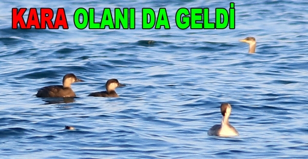 KARA ÖRDEK HERSEK LAGÜNÜNDE