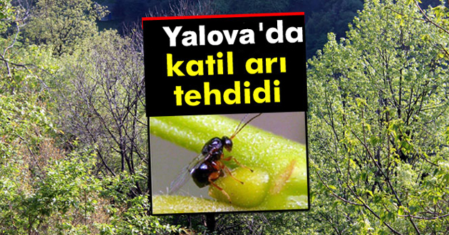KATİL GAL ARISI GENE HORTLADI