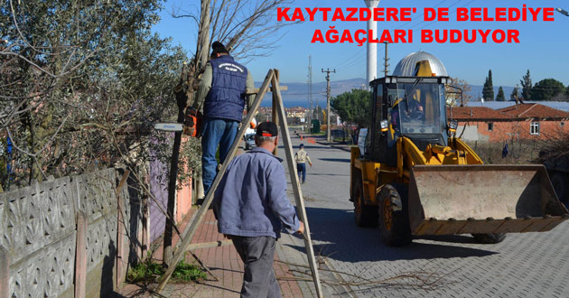KAYTAZDERE' DE BELEDİYE AĞAÇLARI BUDUYOR