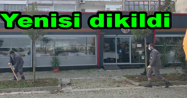 KESİLEN AĞAÇLARIN YERİNE YENİLERİ DİKİLDİ