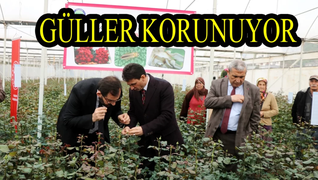 KESME GÜL ÜRETİCİLERİNE TUZAK DAĞITILDI