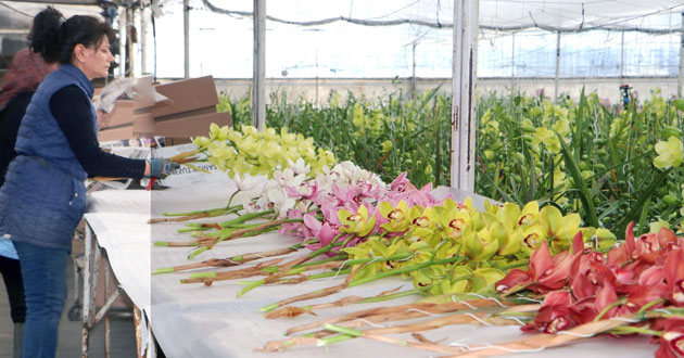 Kesme Orkide merkezi Yalova