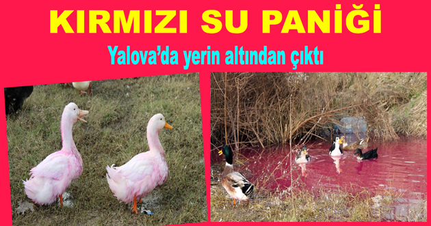 KIRMIZI SU PANİĞİ