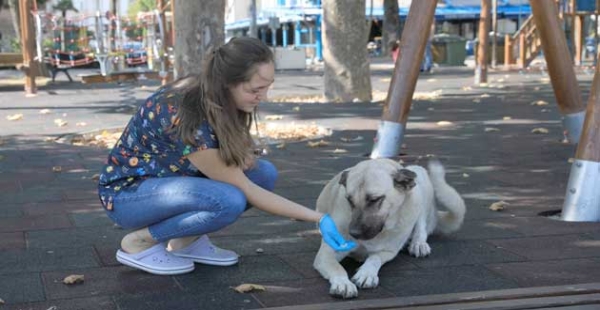 KÖPEKLERE AŞI YAPTILAR