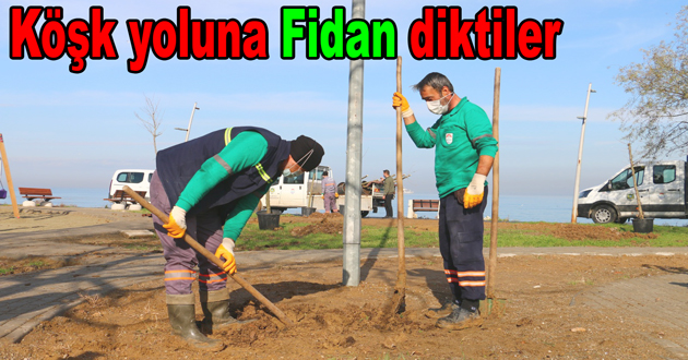 Köşk yoluna fidan dikiliyor