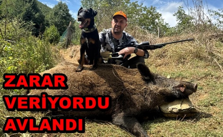 KÖYLÜLERİ KORKUTAN DOMUZ SÜRÜSÜ AVLANILDI