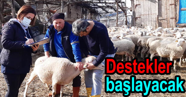 Koyun keçi destekleri başlıyor