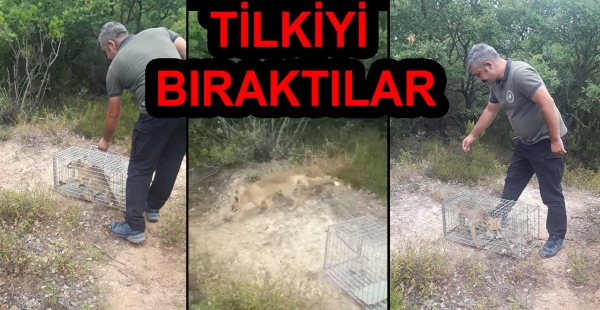 ​KÜMESE DADANAN TİLKİ DOĞAYA SALINDI