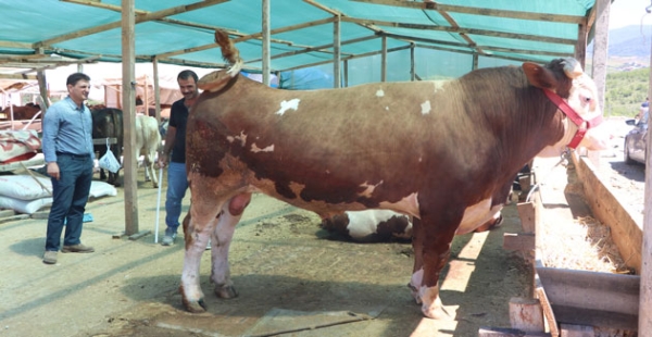 KURBAN PAZARI DENETLENDİ
