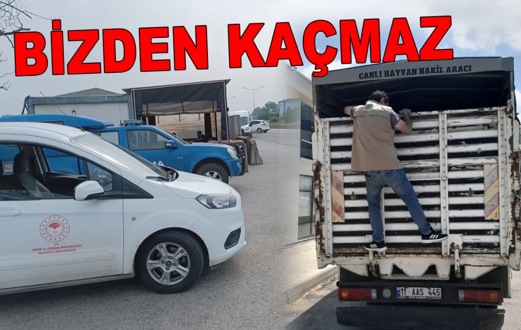 KURBANLIK HAYVAN SEVKLERİNE SIKI DENETİM