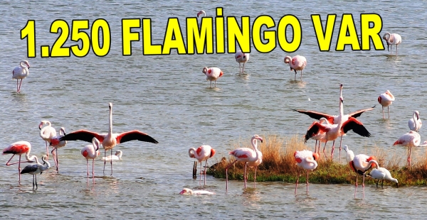 KUŞ OTELİ’NDE FLAMİNGO SAYISI BİN 250’Yİ GEÇTİ