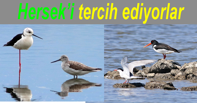 Kuşların tercihi Hersek Lagünü