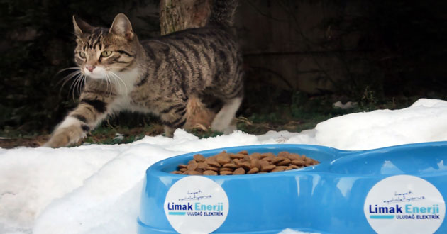 ​Limak sokaklara mama bıraktı