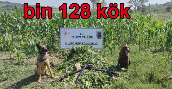 MISIR TARLASINA KENEVİR EKMİŞLER