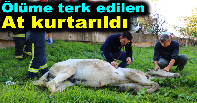 Ölüme terk edilen At kurtarıldı