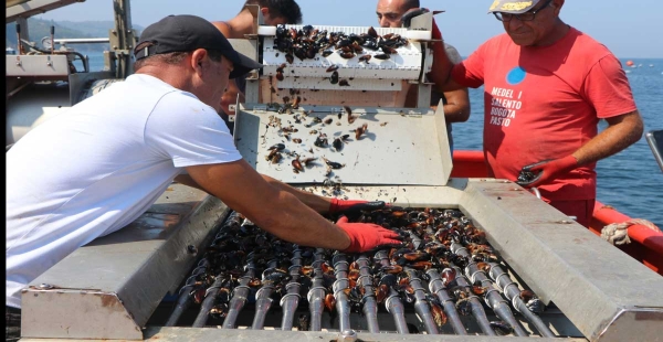 ORGANİK MİDYE HASADI BAŞLADI