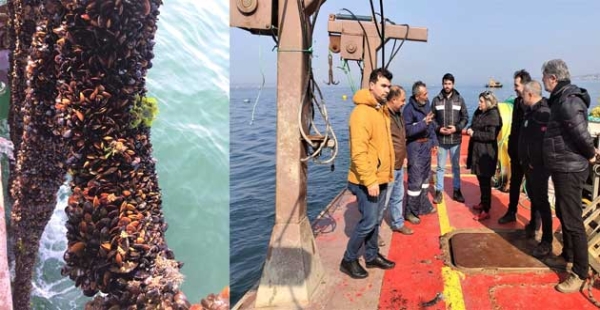 ​ORGANİK MİDYE ÜRETİLECEK