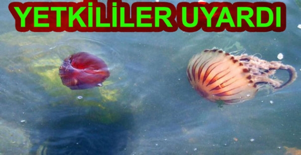 PUSULA DENİZANASI YALOVA DA GÖRÜLDÜ