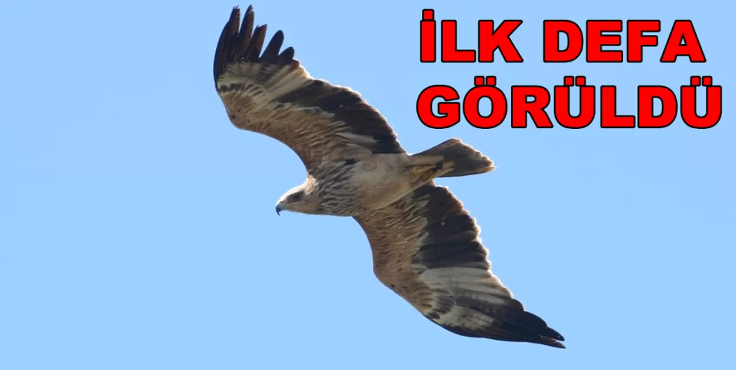 Şah Kartalı Yalova da görüldü
