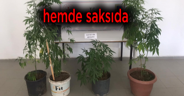 SAKSIDA KENEVİR YETİŞTİRMİŞ