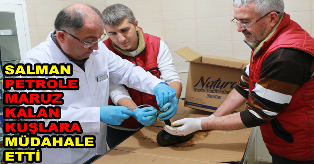 SALMAN PETROLE MARUZ KALAN KUŞLARA MÜDAHALE ETTİ