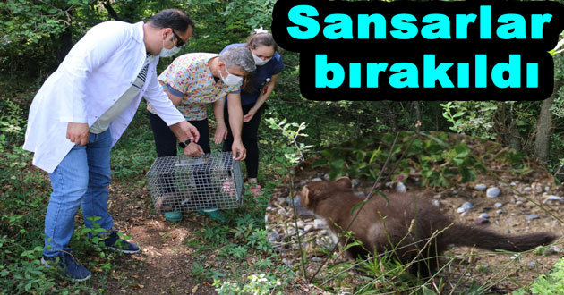 Sansarlar artık özgür