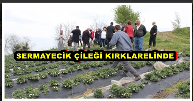 SERMAYECİK ÇİLEĞİ KIRKLARELİNDE