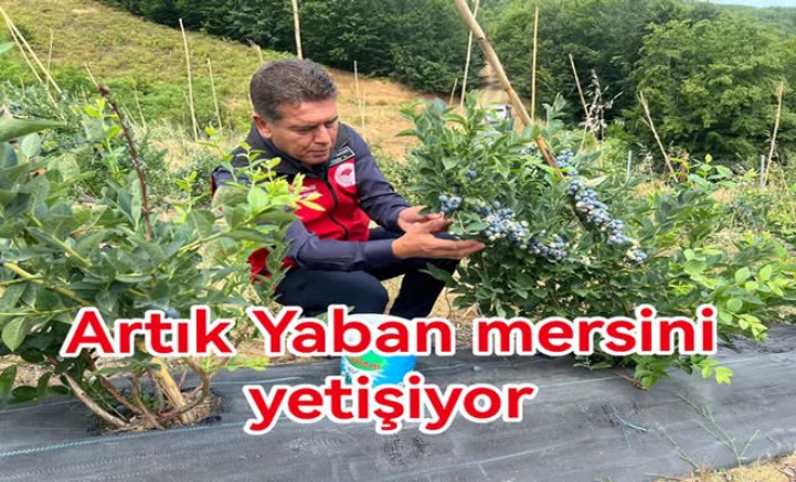 SERMAYECİK'TE MAVİ YEMİŞ HASAT EDİLDİ