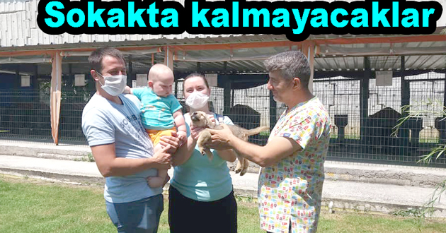 Sokak hayvanları sahipleniyor