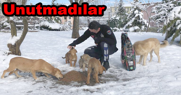 Sokak hayvanlarına mama dağıttık