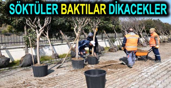 SÖKÜLEN AĞAÇLARA BAKIMA ALINDI