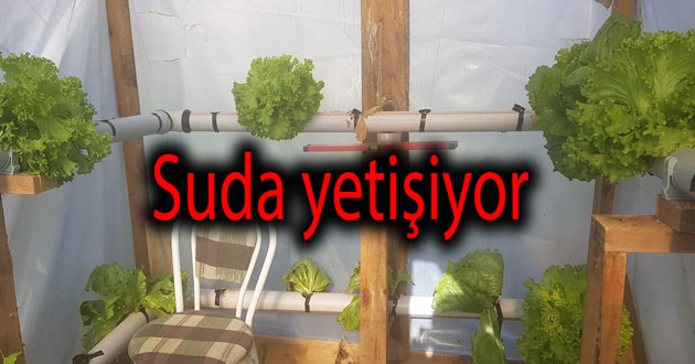 Suda marul yetiştiriyorlar