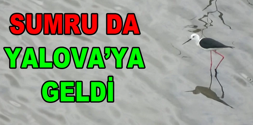 SUMRU DA HERSEK LAGÜNÜNE GELDİ
