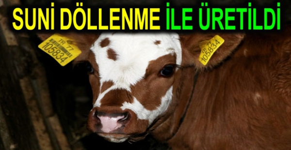 Suni döllenme ile hayvan üretildiler