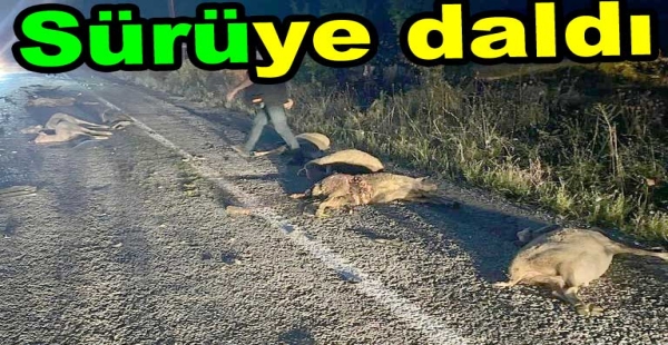 ​SÜRÜYE DALDI 18 KOYUN TELEF OLDU