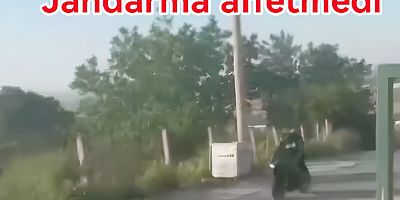ABARTI EGZOZU JANDARMA AFFETMEDİ