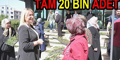 ALTINOVA’DA 20 BİN FİDE DAĞITILDI