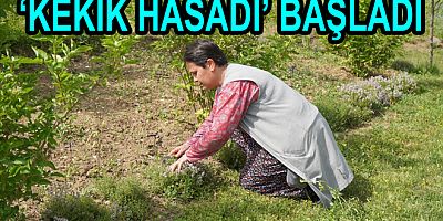 ALTINOVA’DA ‘KEKİK HASADI’ BAŞLADI