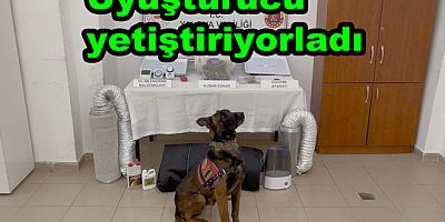 ALTINOVA’DA KENEVİR YETİŞTİRDİLER
