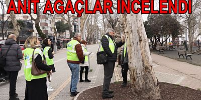 ANIT AĞAÇLAR TEK TEK İNCELENDİ