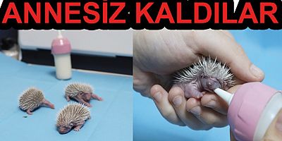 ANNESİZ 3 YAVRU KİRPİ ÖZEL OLARAK BAKILIYOR