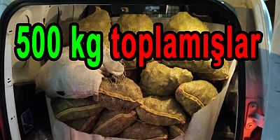 ARMUTLU’DA 500 KİLO KAÇAK MİDYE ELE GEÇİRİLDİ