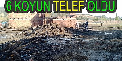 ARMUTLU DA YANGINDA 6 KOYUN TELEF OLDU