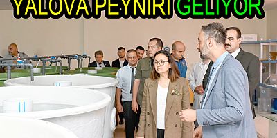 ARMUTLU MYO YALOVA PEYNİRİ ÜRETİP SATACAK