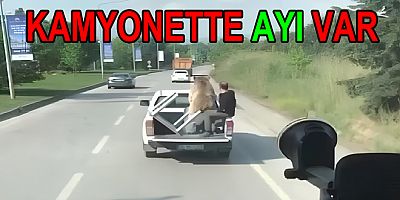 AYI GERÇEK AMA ÖLÜ 